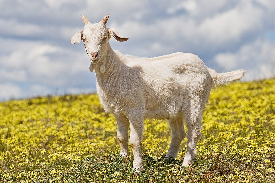 Goat portrait