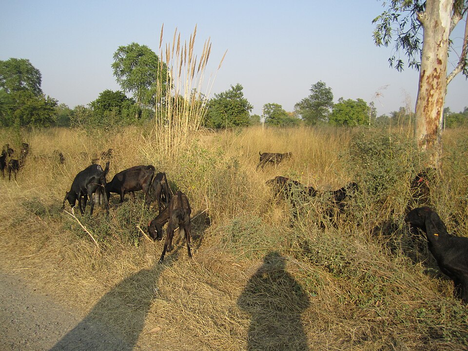 Goat herd on green pasture
